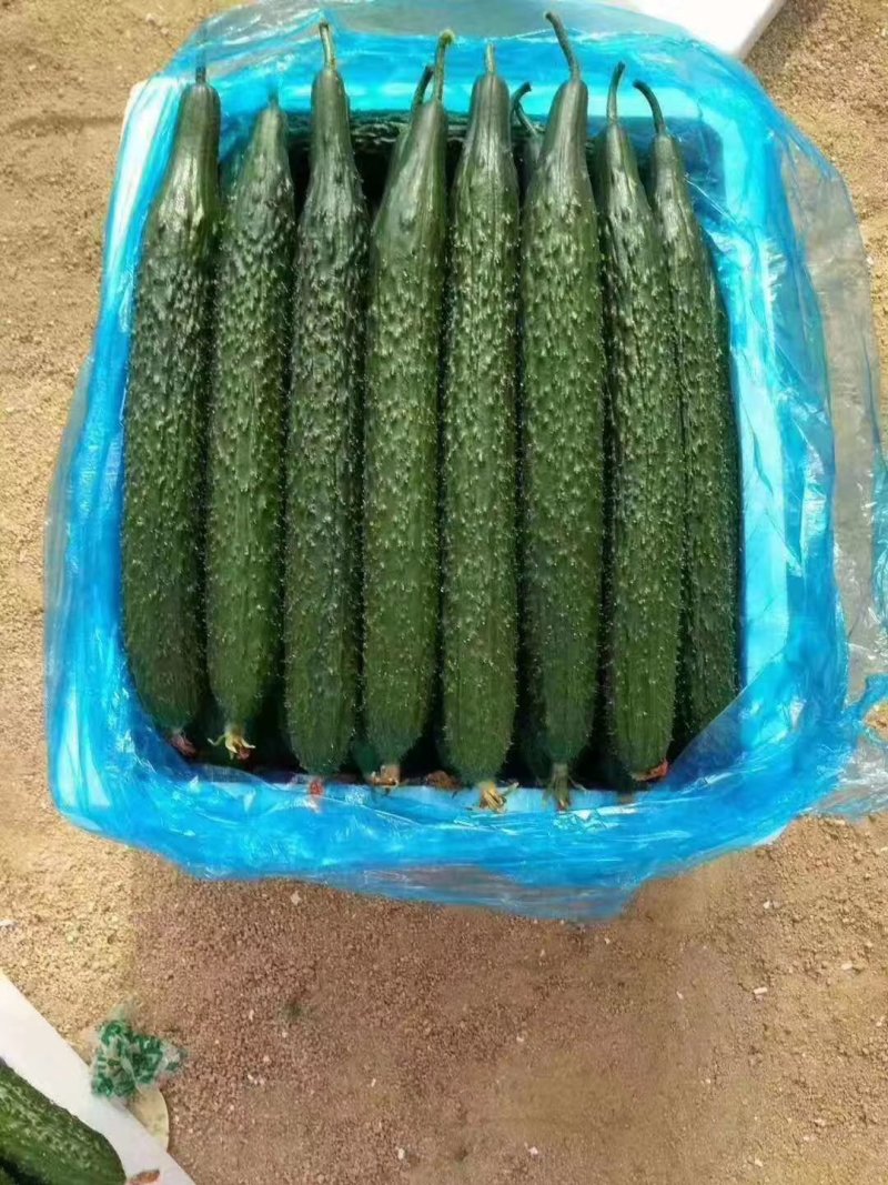 精品黄瓜大量有货欢迎广大客户前来采购诚信经营品质保障