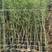 早园竹，假肢竹子，装盆竹子