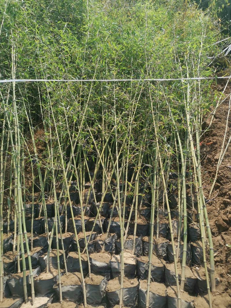早园竹，假肢竹子，装盆竹子