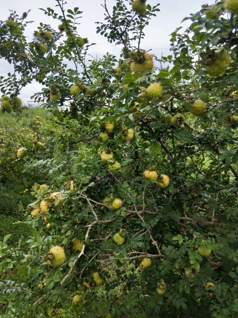 新鲜刺梨，基地直发，现货