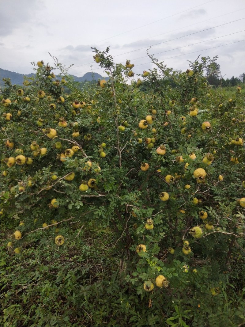 新鲜刺梨，基地直发，现货