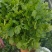 大叶香菜20~30厘米，种植面积大，质量好！