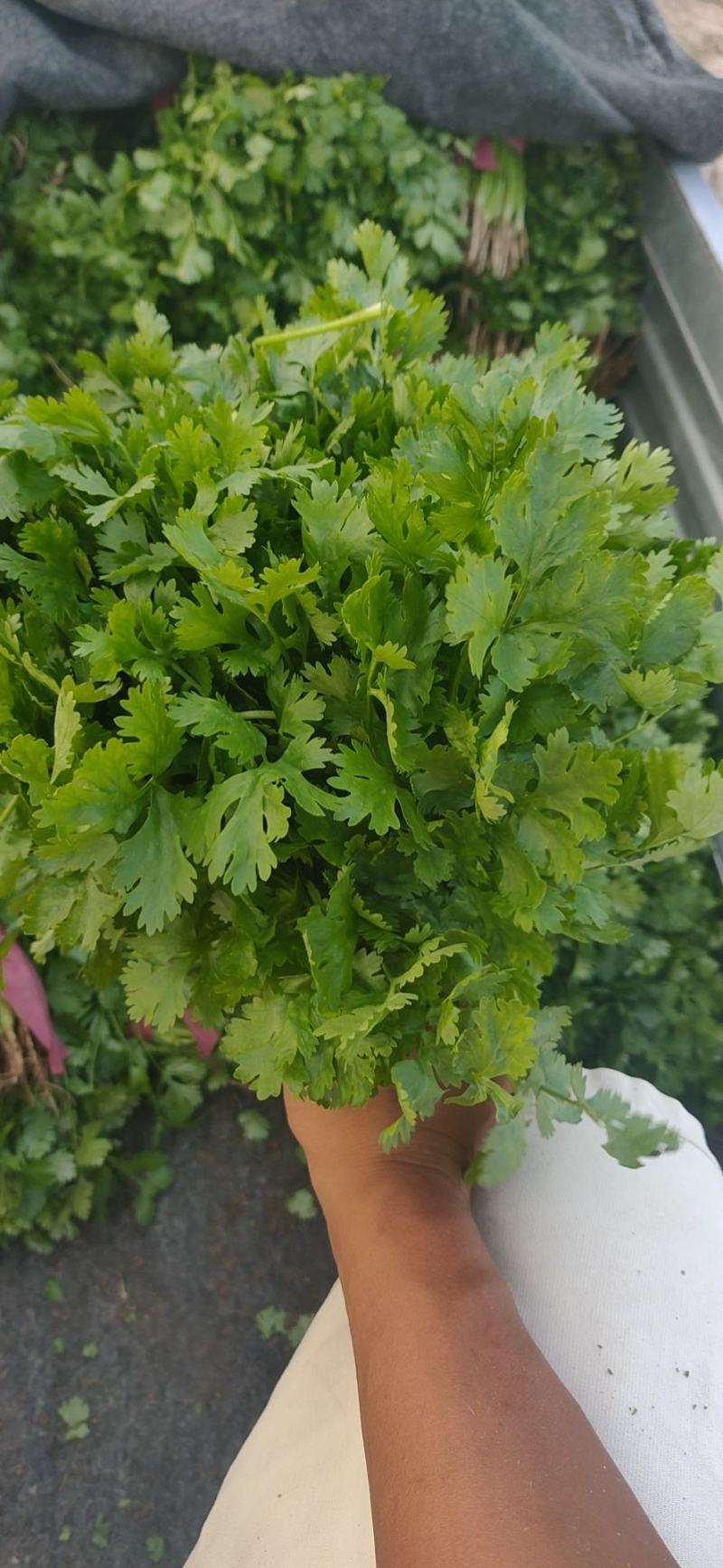 大叶香菜20~30厘米，种植面积大，质量好！