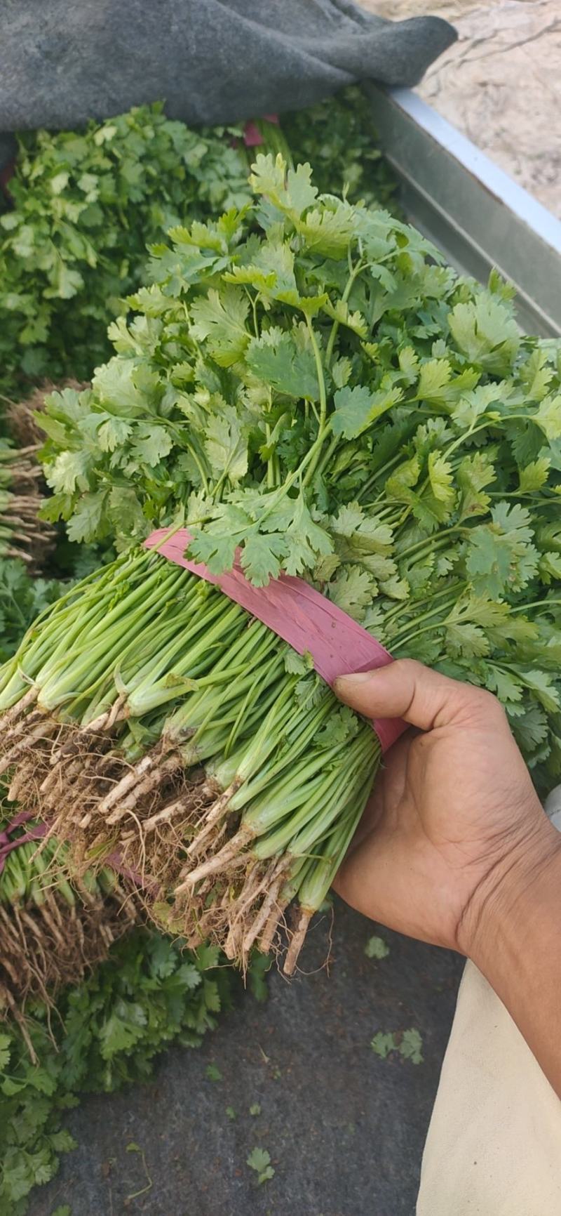 大叶香菜20~30厘米，种植面积大，质量好！