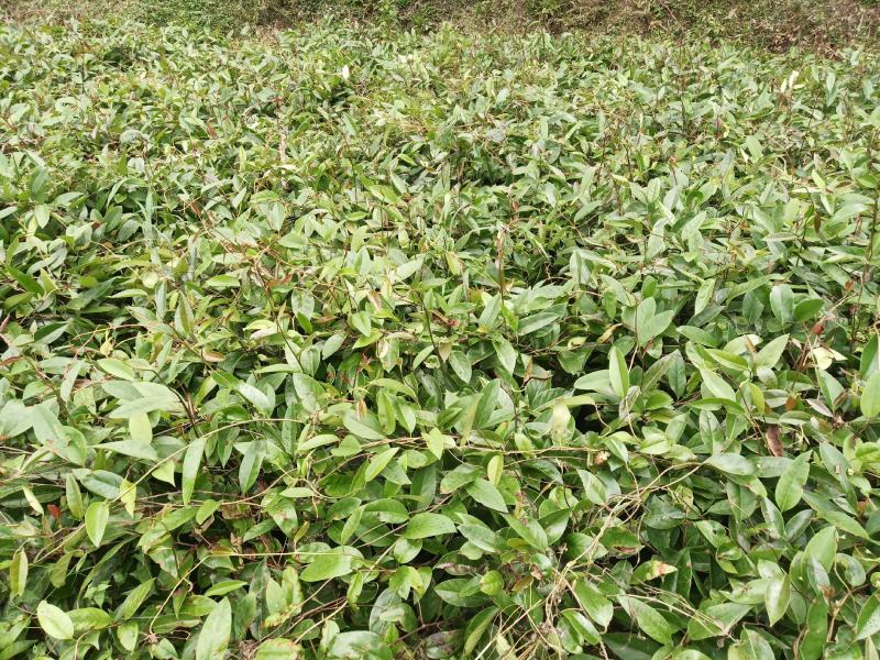 基地优质3年布福娜种苗