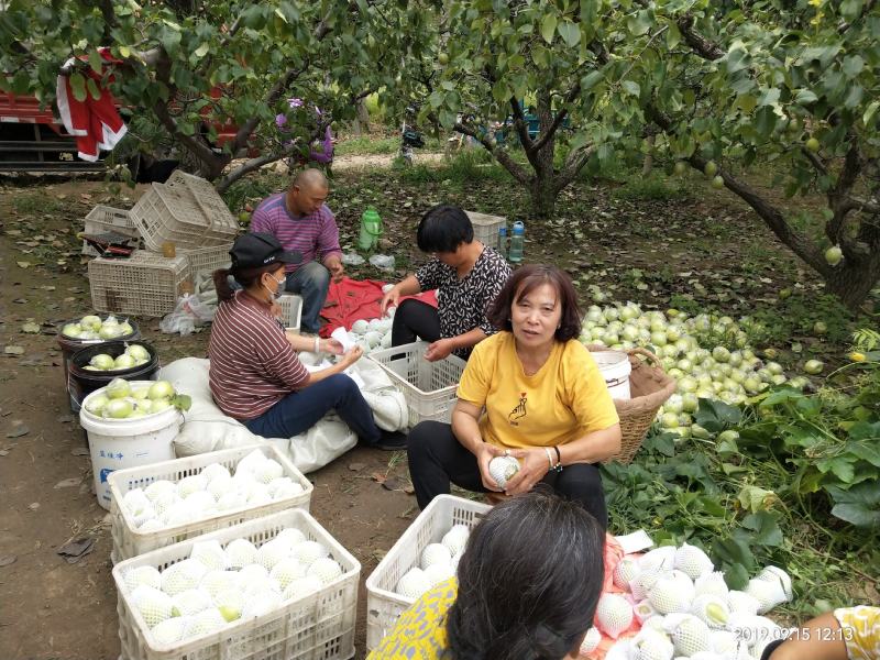 阳信大鸭梨，30年果农，膜袋鸭梨，皮薄汁多，膜袋隔离农药