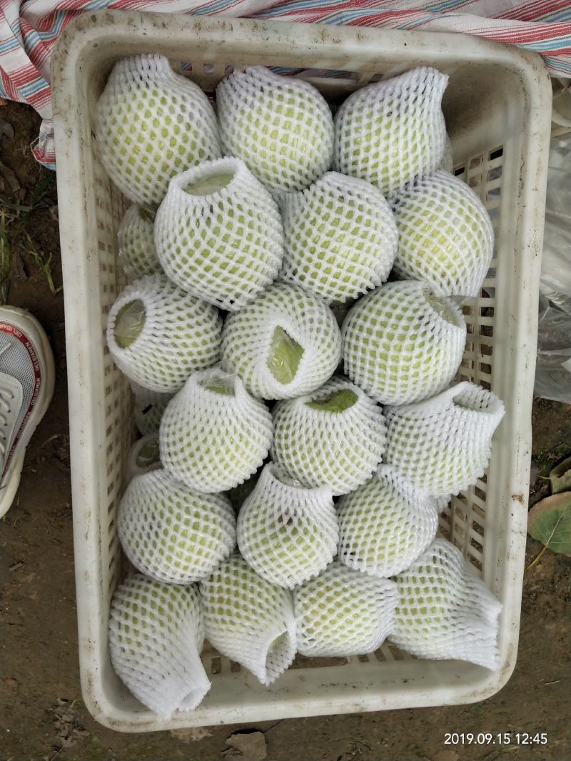 阳信大鸭梨，30年果农，膜袋鸭梨，皮薄汁多，膜袋隔离农药