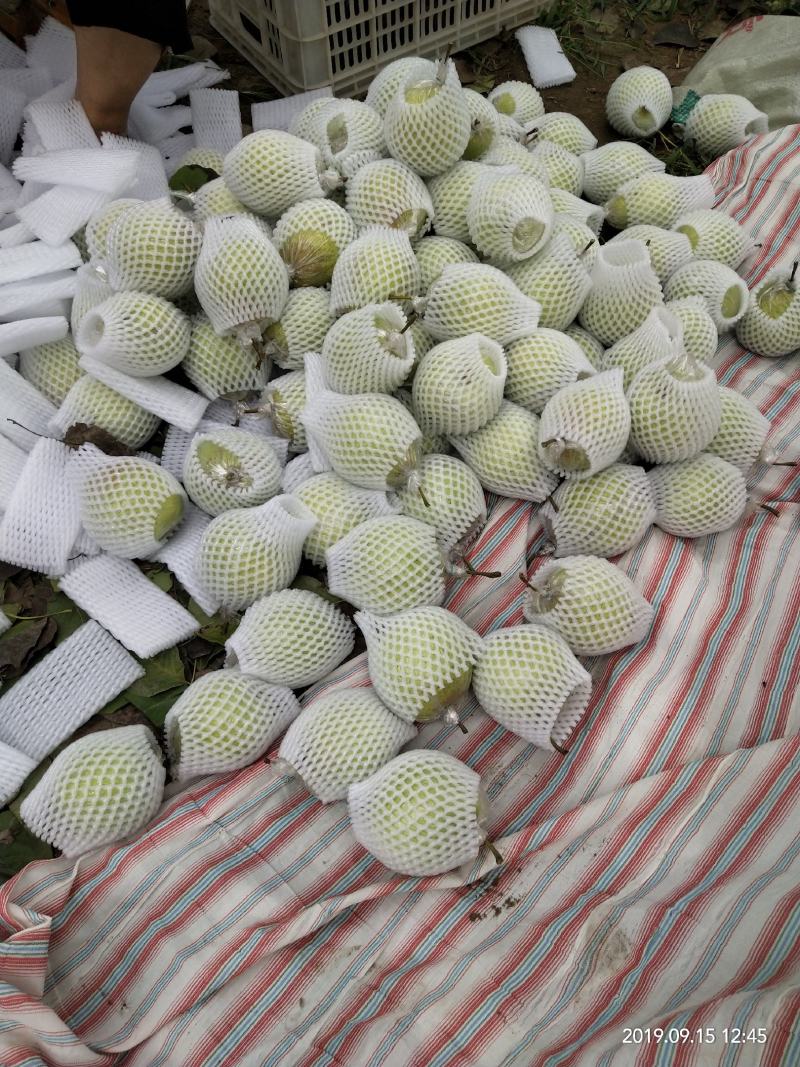 阳信大鸭梨，30年果农，膜袋鸭梨，皮薄汁多，膜袋隔离农药