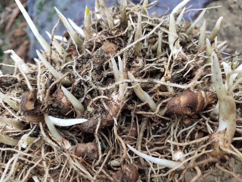 多芽重楼七叶一枝花块茎种苗高产量优质品种