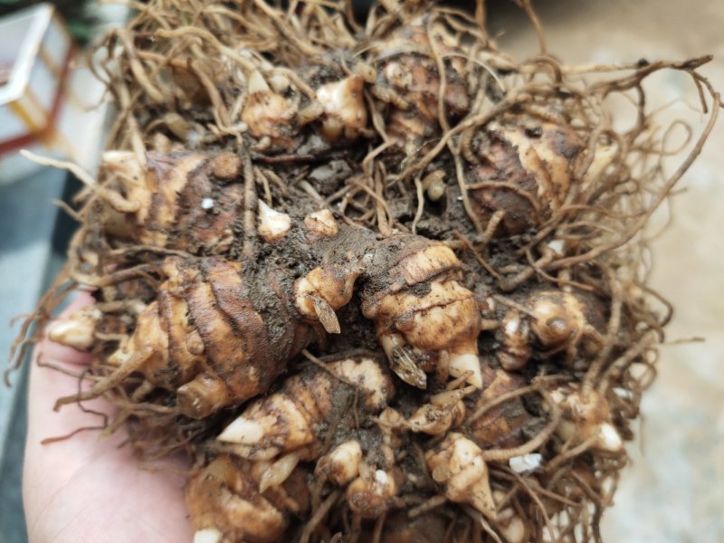 多芽重楼七叶一枝花块茎种苗高产量优质品种