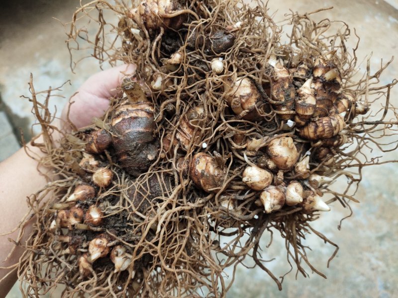 多芽重楼七叶一枝花块茎种苗高产量优质品种