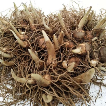 多芽重楼七叶一枝花块茎种苗高产量优质品种