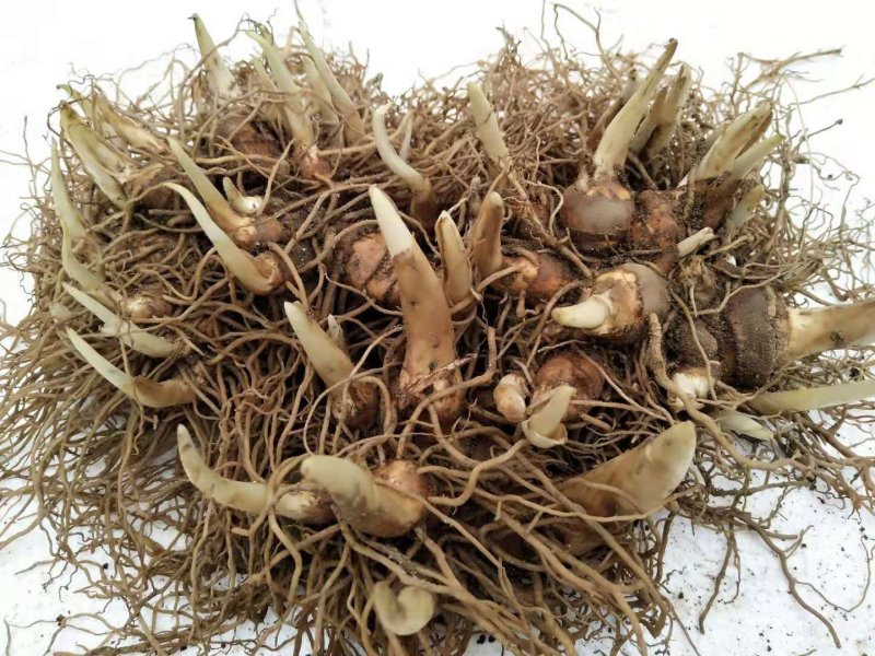 多芽重楼七叶一枝花块茎种苗高产量优质品种