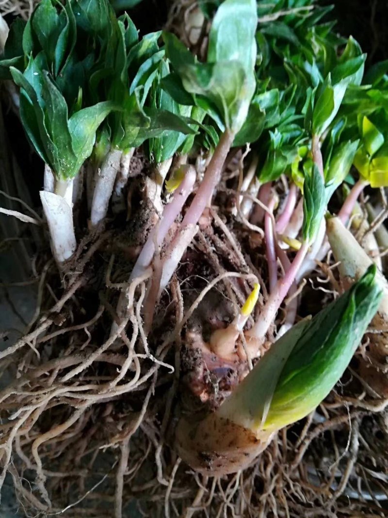 多芽重楼七叶一枝花块茎种苗高产量优质品种