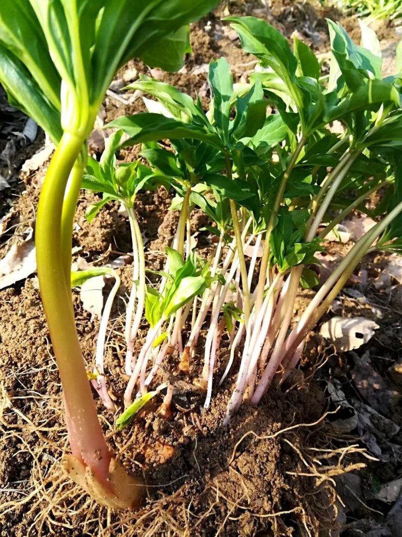 多芽重楼七叶一枝花块茎种苗高产量优质品种