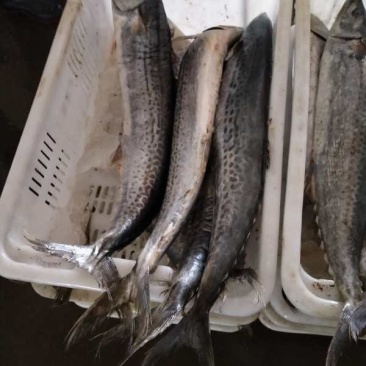 燕鲅鱼大连新鲜货已上