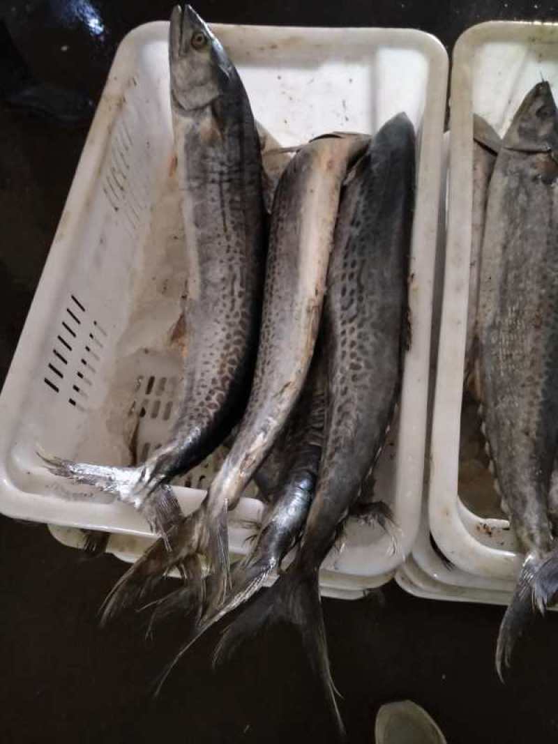 燕鲅鱼大连新鲜货已上