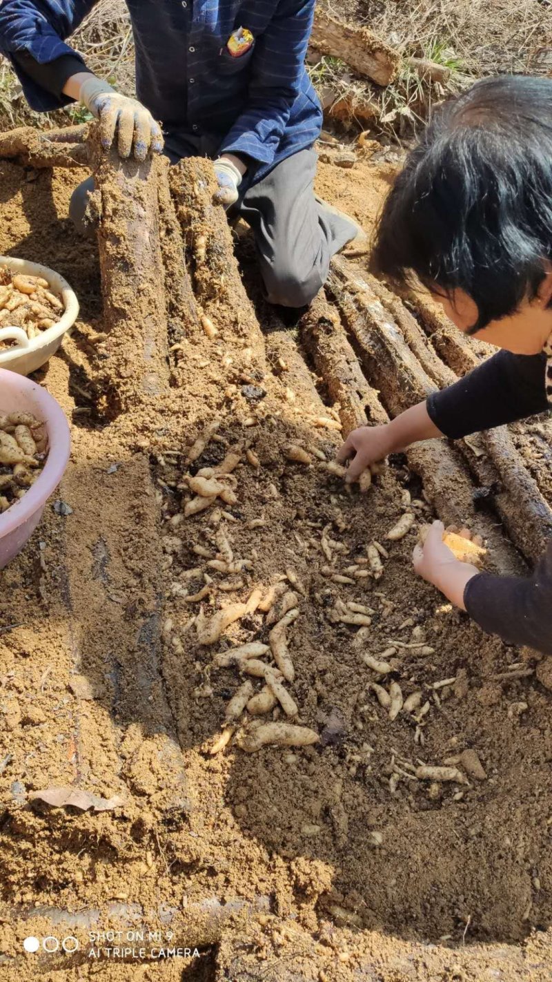 乌红杂交天麻种子种苗好品种高产量适合种植