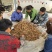 乌红杂交天麻种子种苗好品种高产量适合种植