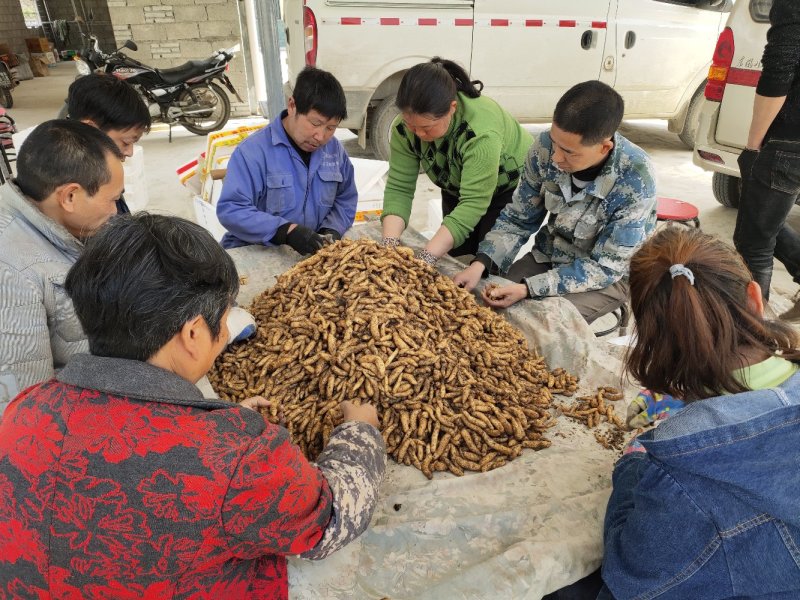 乌红杂交天麻种子种苗好品种高产量适合种植