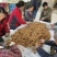 乌红杂交天麻种子种苗好品种高产量适合种植