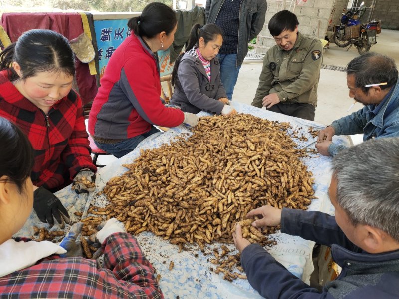 乌红杂交天麻种子种苗好品种高产量适合种植
