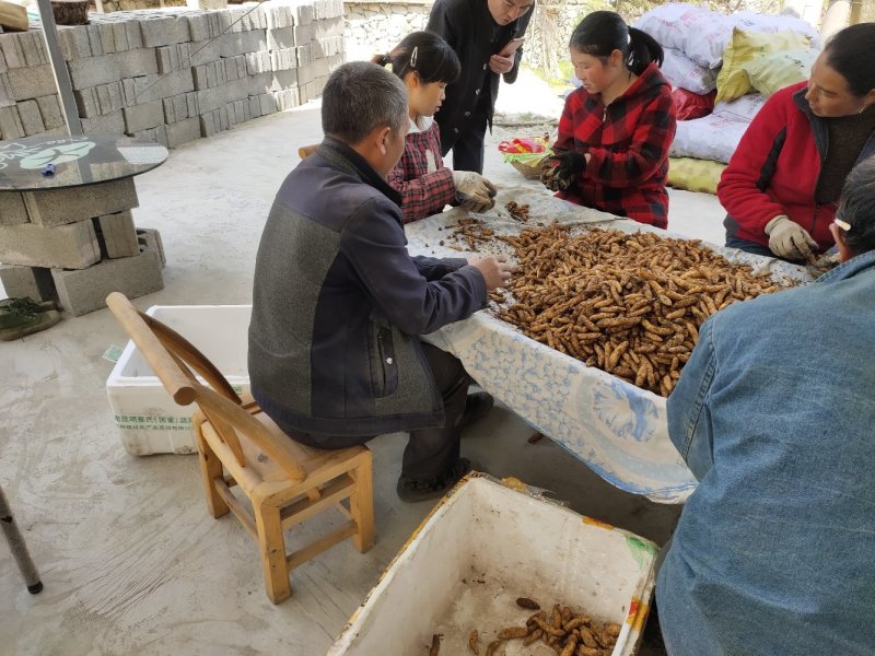 乌红杂交天麻种子种苗好品种高产量适合种植