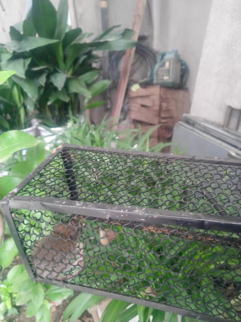 抓老鼠笼子家用捕鼠器灭老鼠神器耗子一窝端