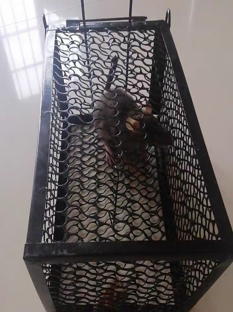 抓老鼠笼子家用捕鼠器灭老鼠神器耗子一窝端