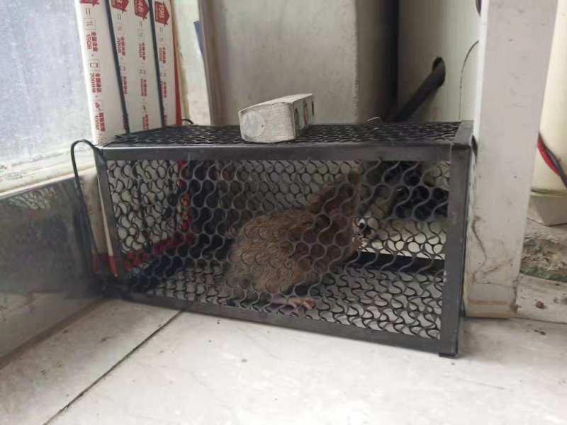 抓老鼠笼子家用捕鼠器灭老鼠神器耗子一窝端