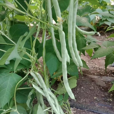 白芸豆大量上市质量好价格低