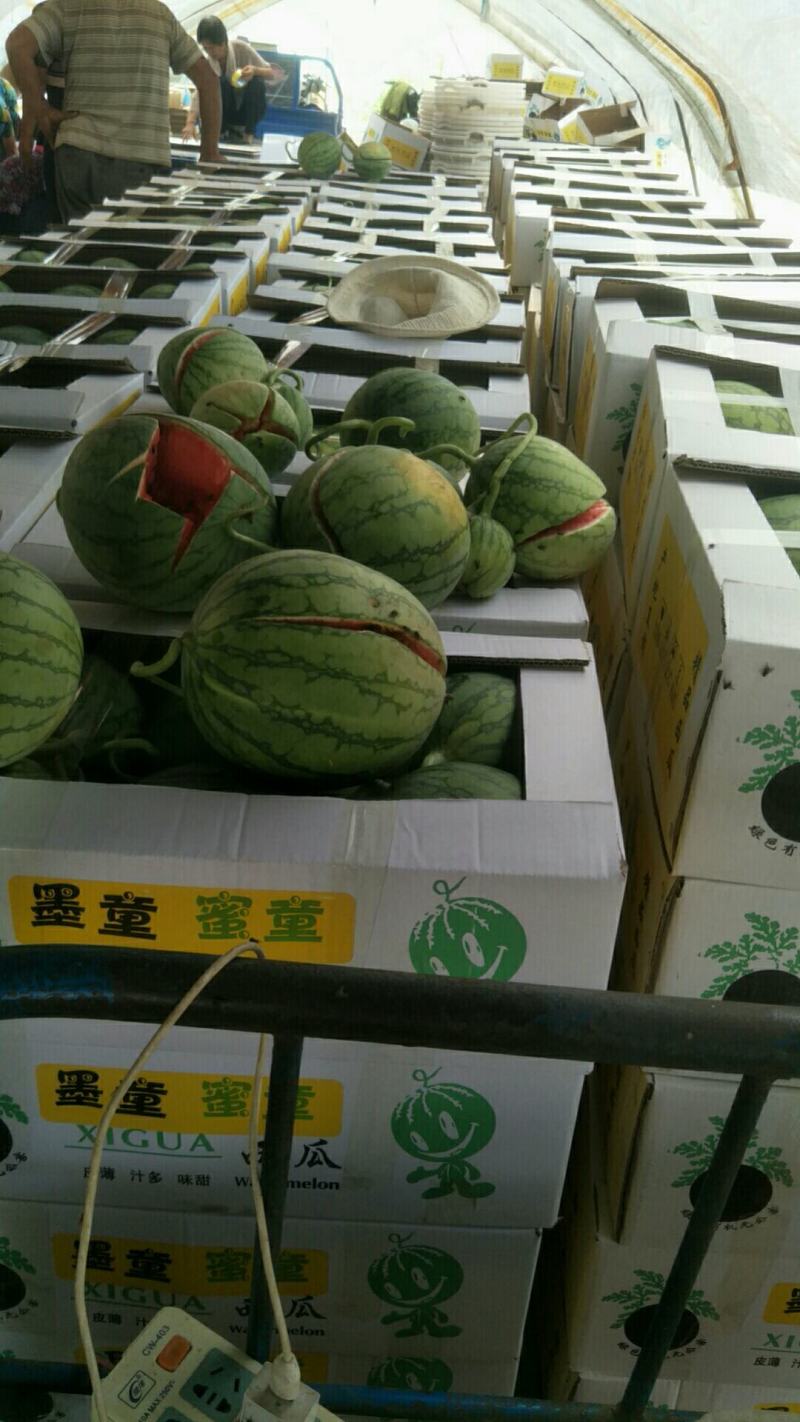 蜜童无籽小西瓜大量出货中