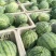 蜜童无籽小西瓜大量出货中