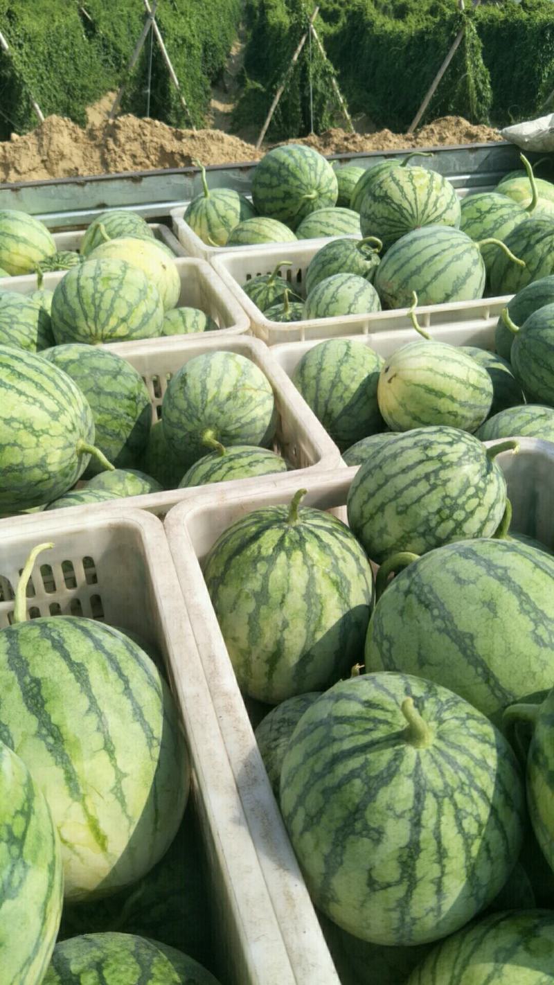 蜜童无籽小西瓜大量出货中