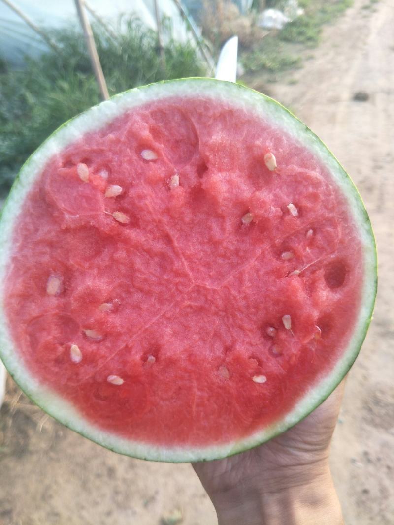 蜜童无籽小西瓜大量出货中