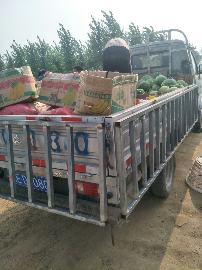 蜜童无籽小西瓜大量出货中