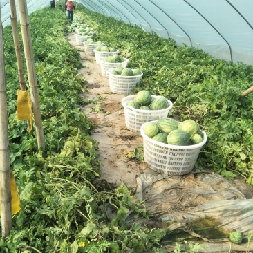 蜜童无籽小西瓜大量出货中
