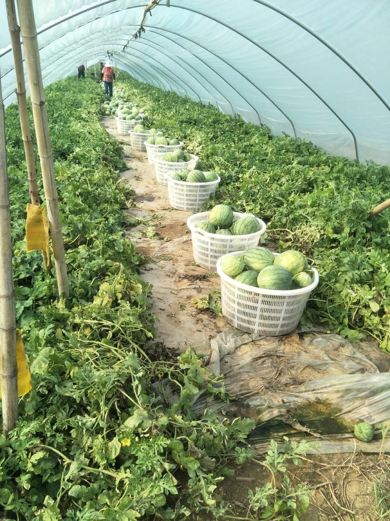 蜜童无籽小西瓜大量出货中