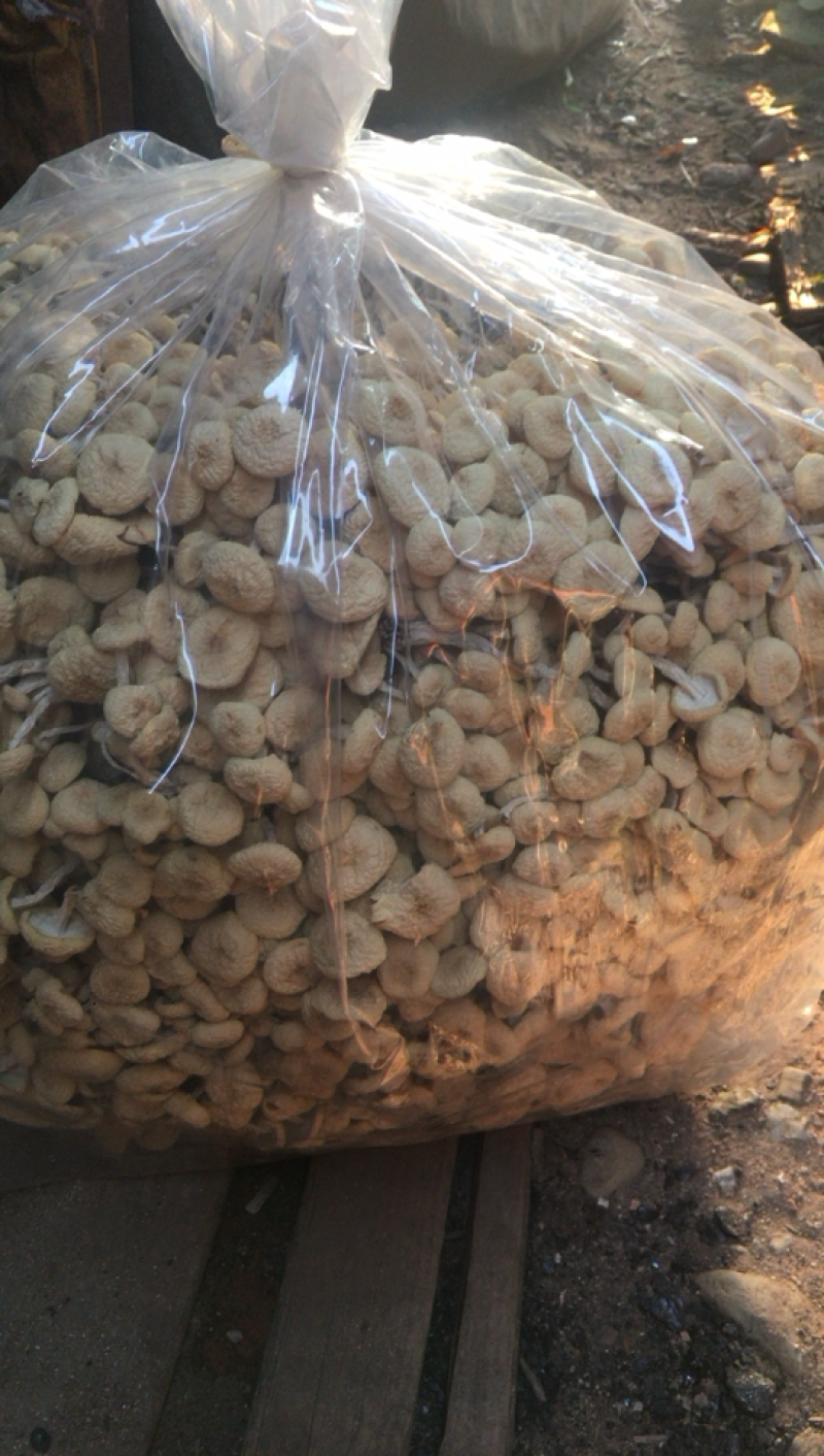 食用菌种植基地自营店