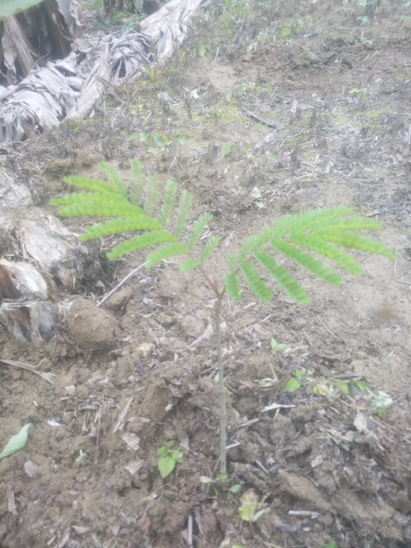广苏木原生苗，有杯苗20万株和地苗大苗10万株