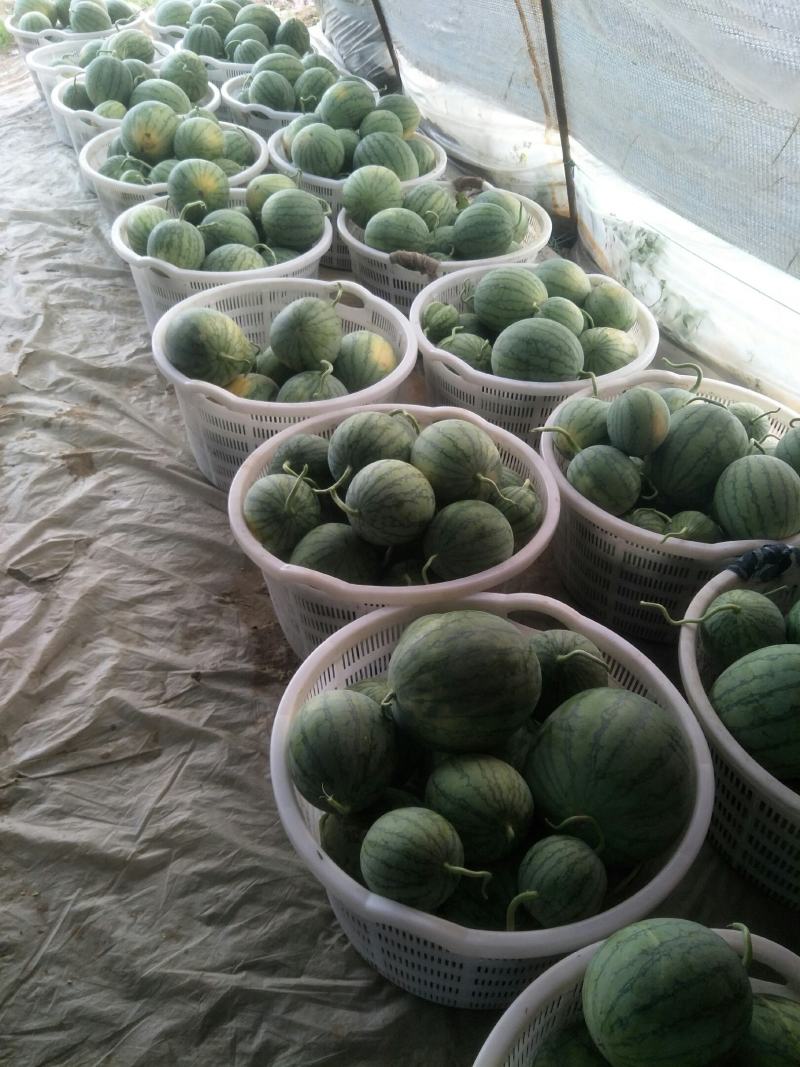 蜜童无籽小西瓜大量出货中