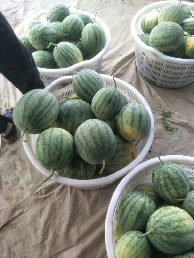 蜜童无籽小西瓜大量出货中