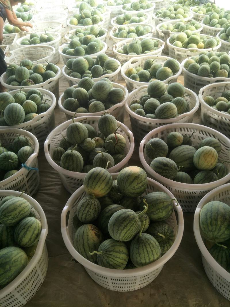 蜜童无籽小西瓜大量出货中