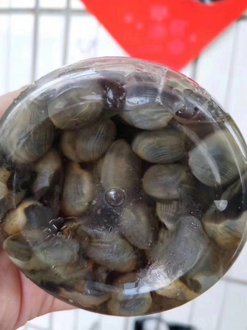 东港滩涂新鲜大泥螺即食加工味道鲜美质量非常好