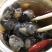 东港滩涂新鲜大泥螺即食加工味道鲜美质量非常好