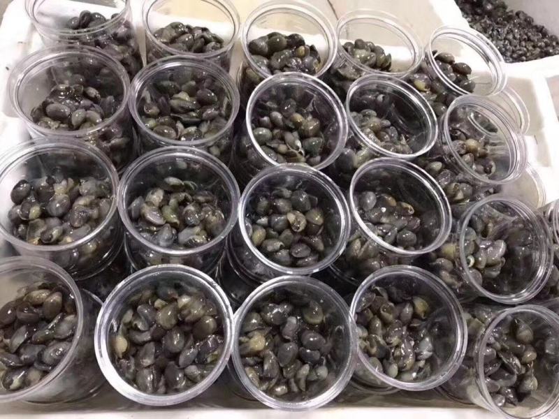 东港滩涂新鲜大泥螺即食加工味道鲜美质量非常好