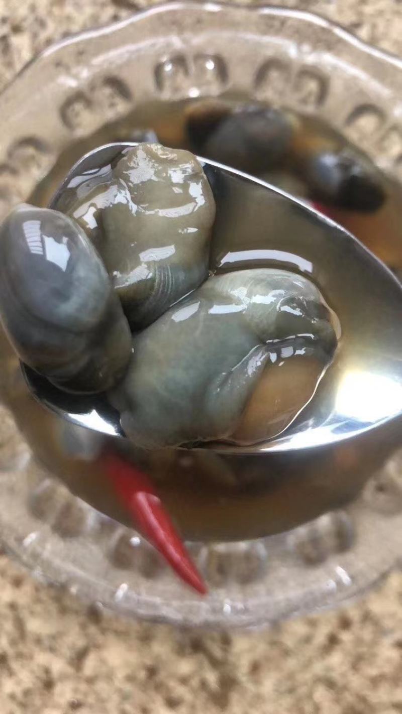 东港滩涂新鲜大泥螺即食加工味道鲜美质量非常好