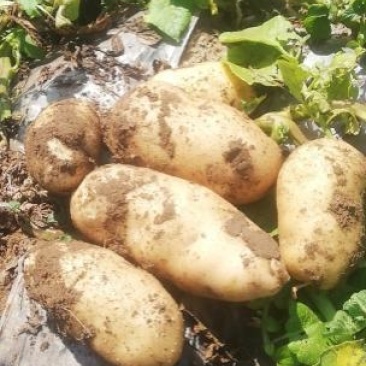 荷兰十五土豆个头大颜色好，三两起步，每天可出100吨。