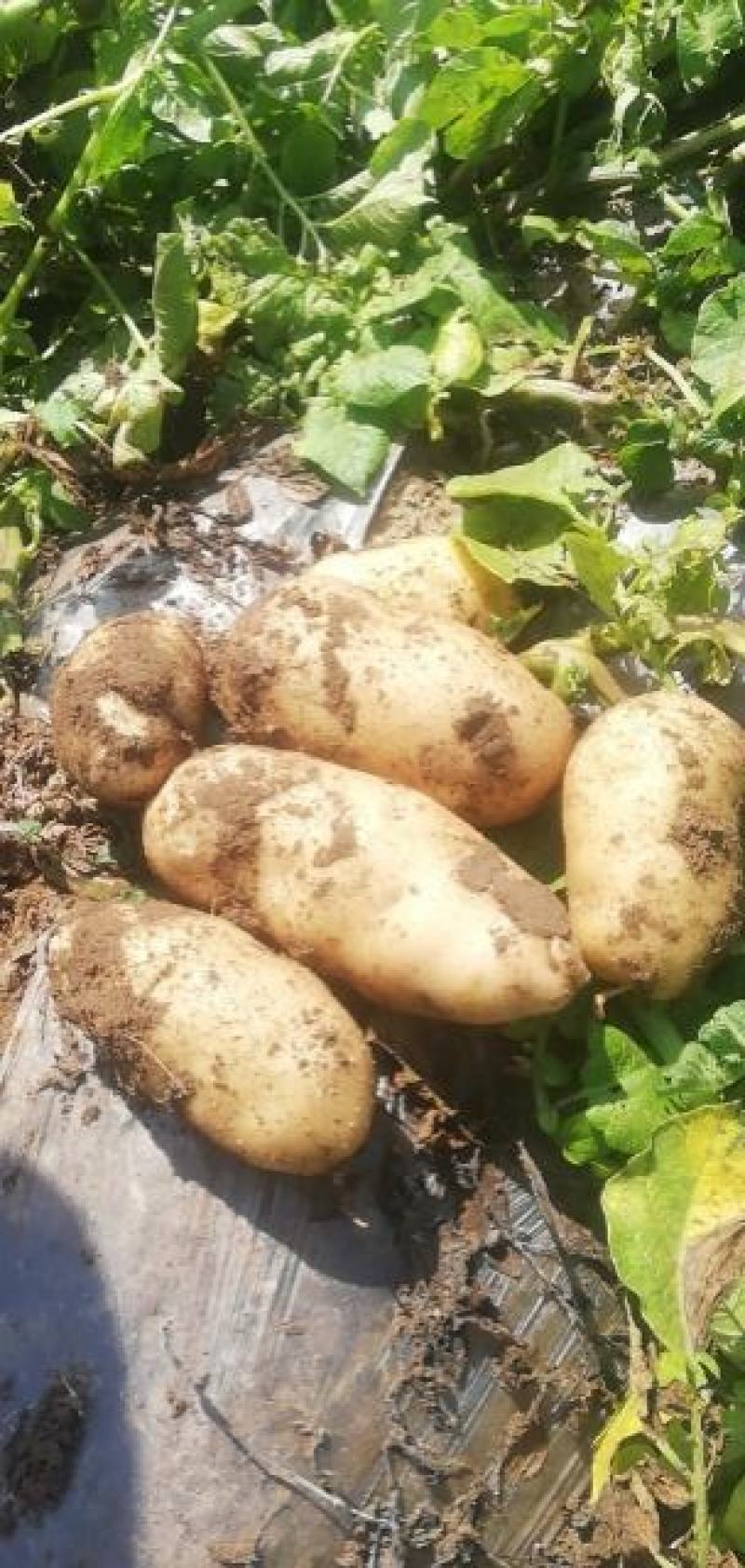 荷兰十五土豆个头大颜色好，三两起步，每天可出100吨。