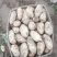 荷兰十五土豆个头大颜色好，三两起步，每天可出100吨。